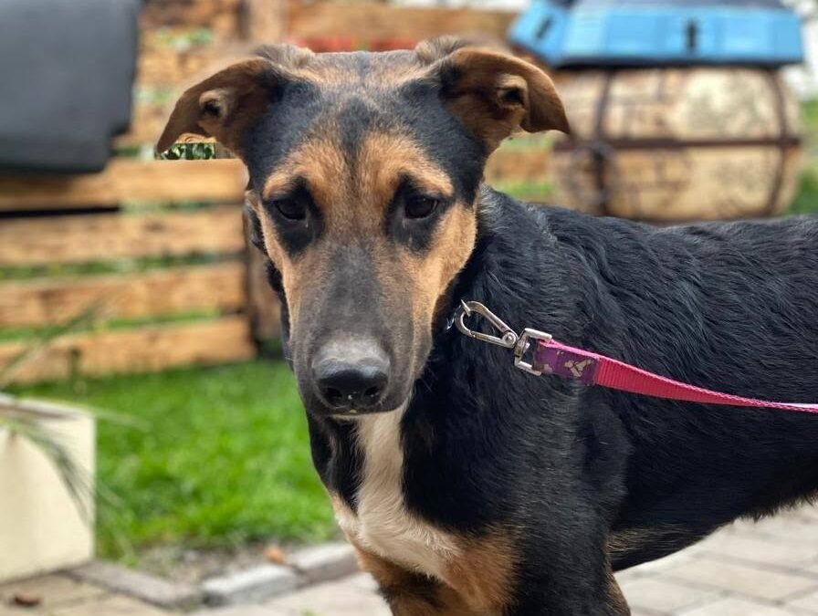 UK Based (Lichfield WS7, Staffordshire): Bruno- 18 month-old boy- Large size-Reduced Adoption fee