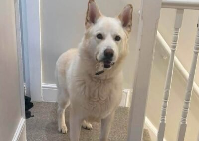 UK Surrender (Lichfield WS13): Moon – 6 years old Shepsky boy- loving &trustful – Reduced adoption fee