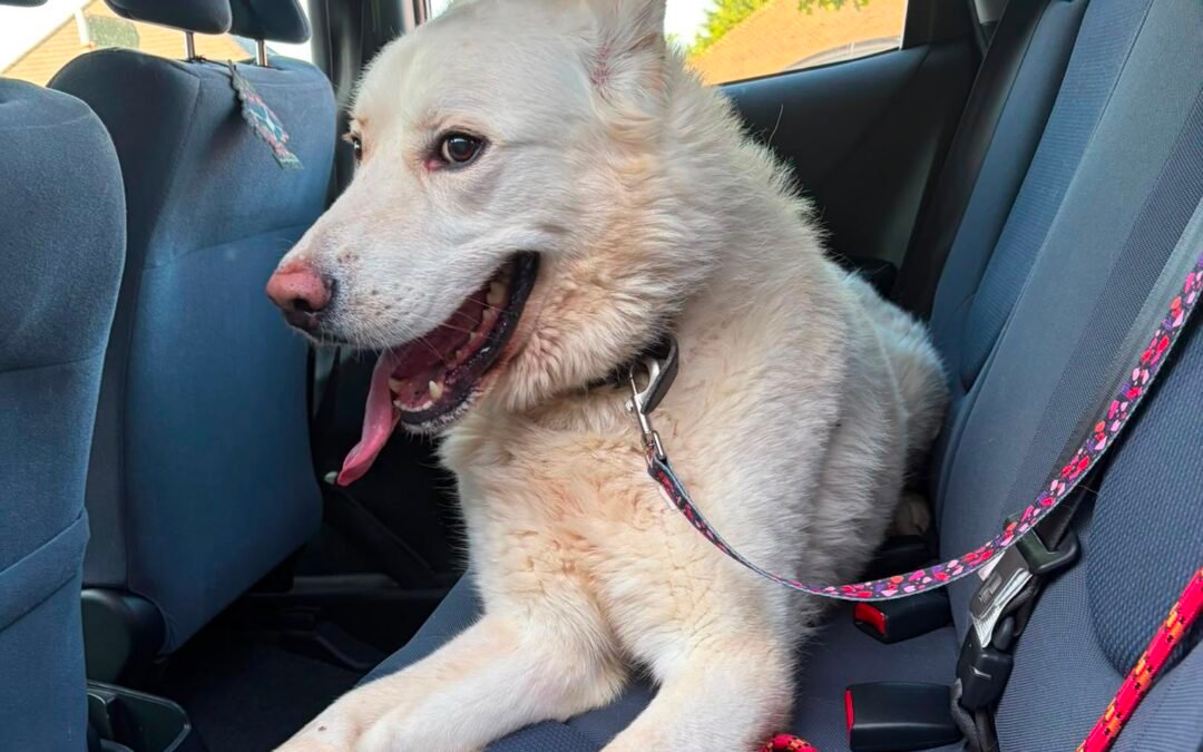 UK Surrender (Lichfield WS13): Moon – 6 years old Shepsky boy- loving &trustful – Reduced adoption fee