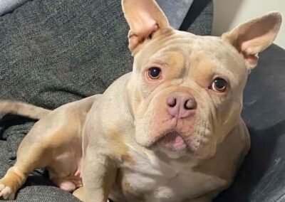 UK Surrender (Derbyshire DE7): Coco- most loving 2-year-old Micro Bulldog girl – Reduced fees