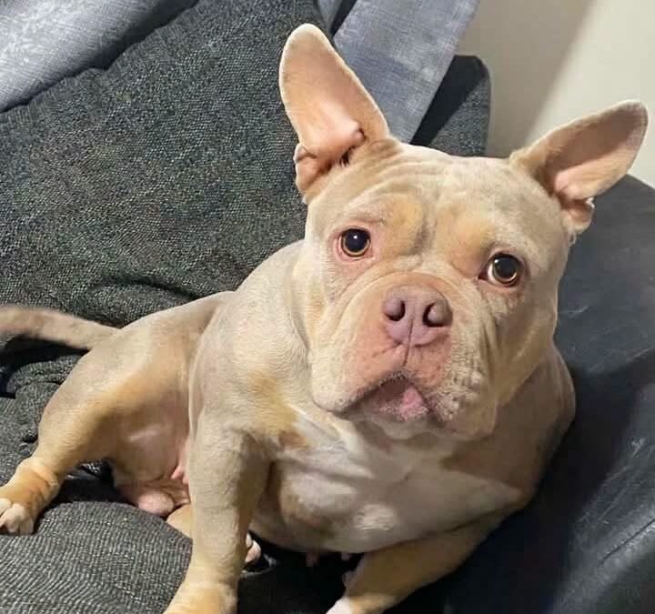 UK Surrender (Derbyshire DE7): Coco- most loving 2-year-old Micro Bulldog girl – Reduced fees