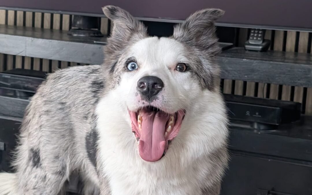UK Surrender:❗URGENT – COMMITTED FOSTER NEEDED: Strike- 4-year-old Border Collie- lower-medium- Reduced Fee
