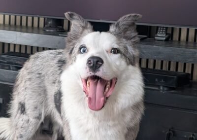 UK Surrender:❗URGENT – COMMITTED FOSTER NEEDED: Strike- 4-year-old Border Collie- lower-medium- Reduced Fee
