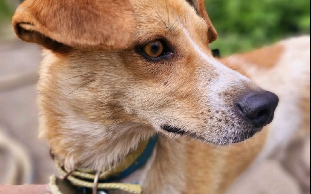 Reserved: Iggy – 2-year-old lower-medium boy – Ukraine war dog-arrival 18 September
