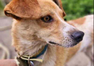 Reserved: Iggy – 2-year-old lower-medium boy – Ukraine war dog-arrival 18 September