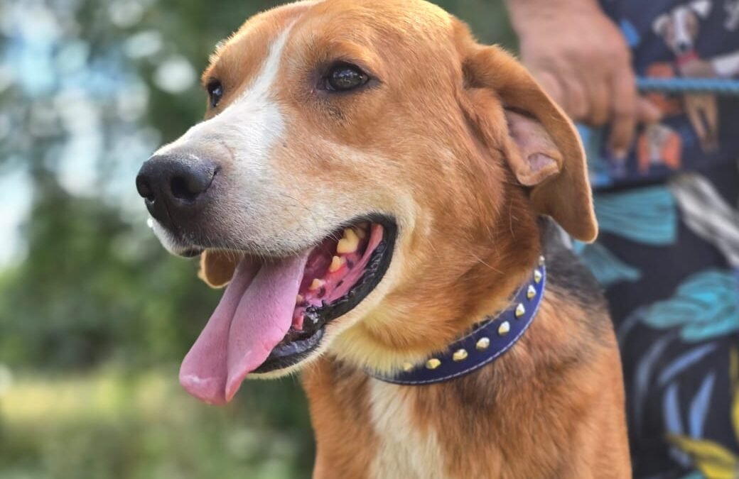 Ace – 4-year-old upper-medium boy – Ukraine war dog – arrival 2nd October