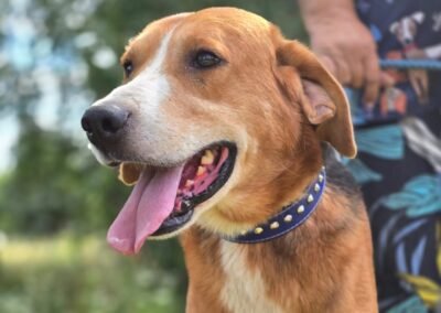 Ace – 4-year-old upper-medium boy – Ukraine war dog – arrival 2nd October