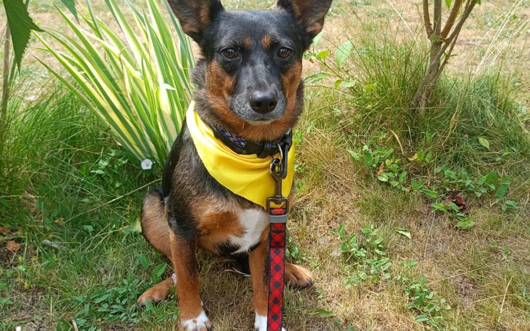 Ella – 4–5-year-old small-to-low medium girl – Ukraine war dog – arrival 18 September