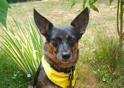 Reserved: Ella – 4–5-year-old small-to-low medium girl – Ukraine war dog – arrival 18 September