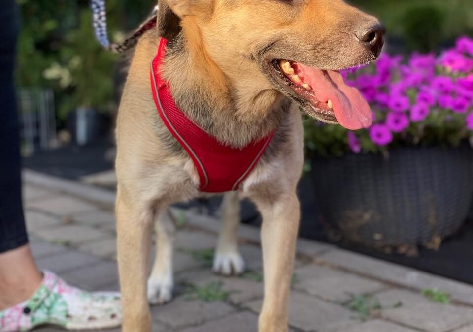 Reserved: Silva – 2-year-old upper-medium girl – Ukraine war dog – arrival 18 September