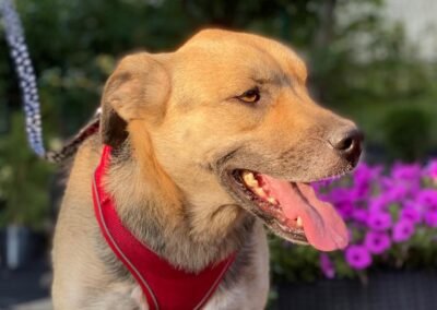 Reserved: Silva – 2-year-old upper-medium girl – Ukraine war dog – arrival 18 September