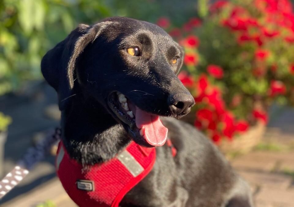 Blacky – 1-year-old small Dachshund cross girl – Ukraine war dog – arrival 2nd October