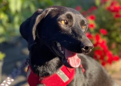 Blacky – 1-year-old small Dachshund cross girl – Ukraine war dog – arrival 2nd October