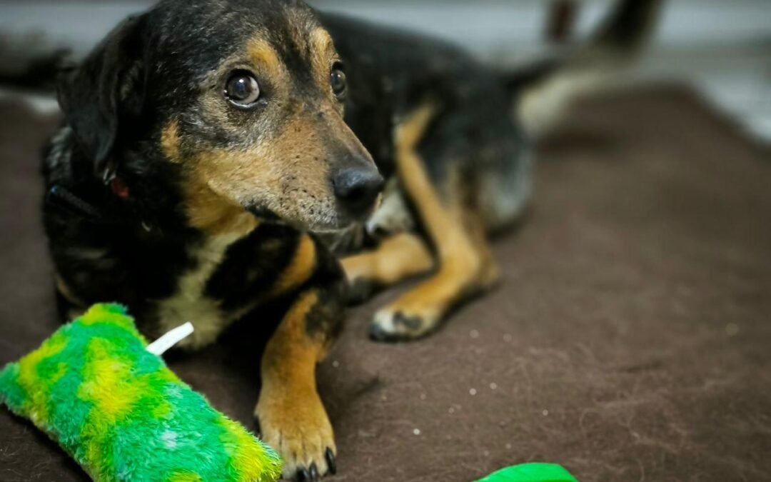 Reserved: Capitan – 7-8 year-old small boy – Ukraine war dog – arrival 2nd October