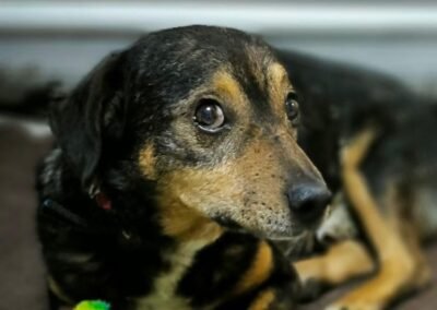 Reserved: Capitan – 7-8 year-old small boy – Ukraine war dog – arrival 2nd October