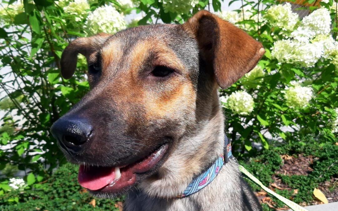 Nala – 1-year-old medium girl – Ukraine war dog – arrival 2nd October