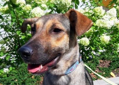 Nala – 1-year-old medium girl – Ukraine war dog – arrival 2nd October