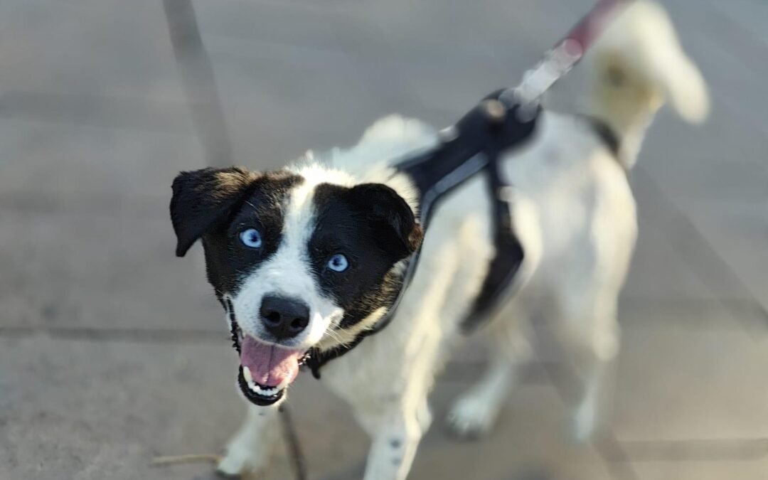 Sky – 1-year-old lower-medium boy – Ukraine war dog – arrival 2nd October