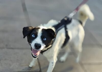 Sky – 1-year-old lower-medium boy – Ukraine war dog – arrival 2nd October