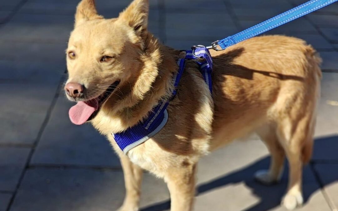 Reserved: Reggie – 2-year-old small/lower-medium boy – Ukraine war dog – arrival 18 September