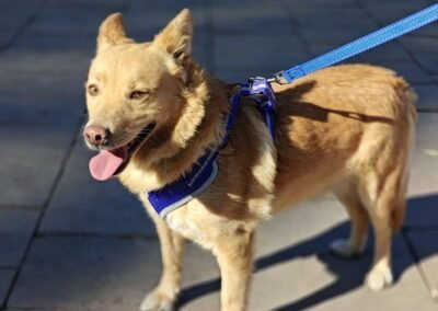 Reserved: Reggie – 2-year-old small/lower-medium boy – Ukraine war dog – arrival 18 September