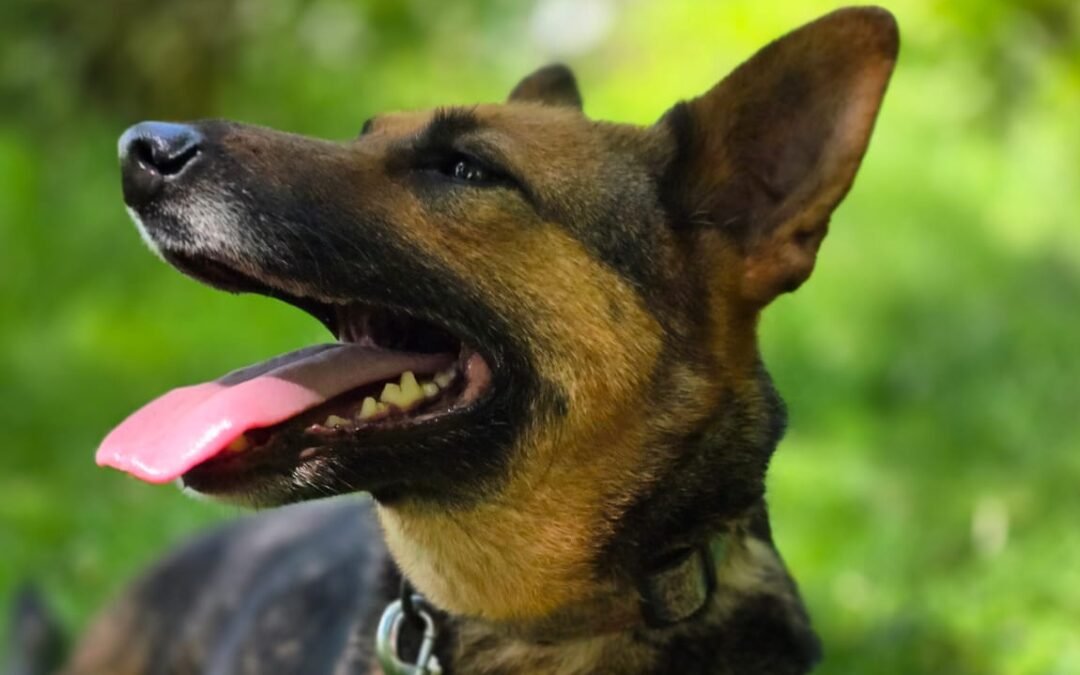 Shanny – 6-year-old upper-medium girl – Ukraine war dog – arrival 18 September