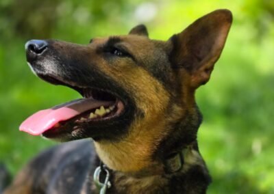 Reserved: Shanny – 6-year-old upper-medium girl – Ukraine war dog – arrival 18 September