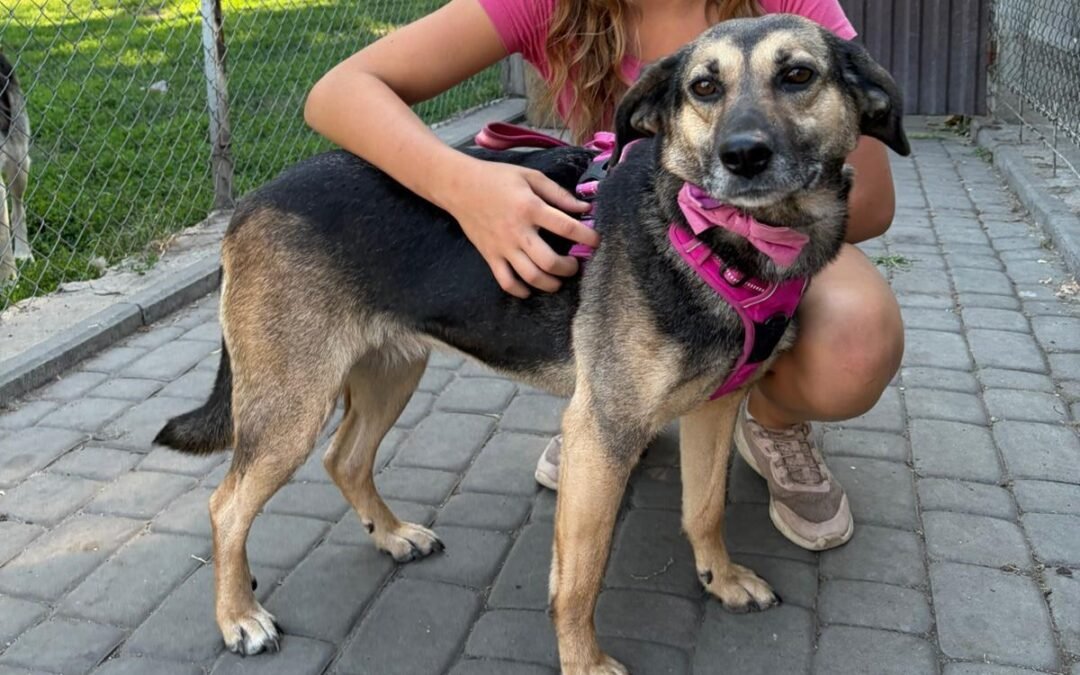 Reserved: Valya – 4.5-year-old medium girl – Ukraine war dog – arrival 2nd October