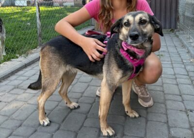 Reserved: Valya – 4.5-year-old medium girl – Ukraine war dog – arrival 2nd October