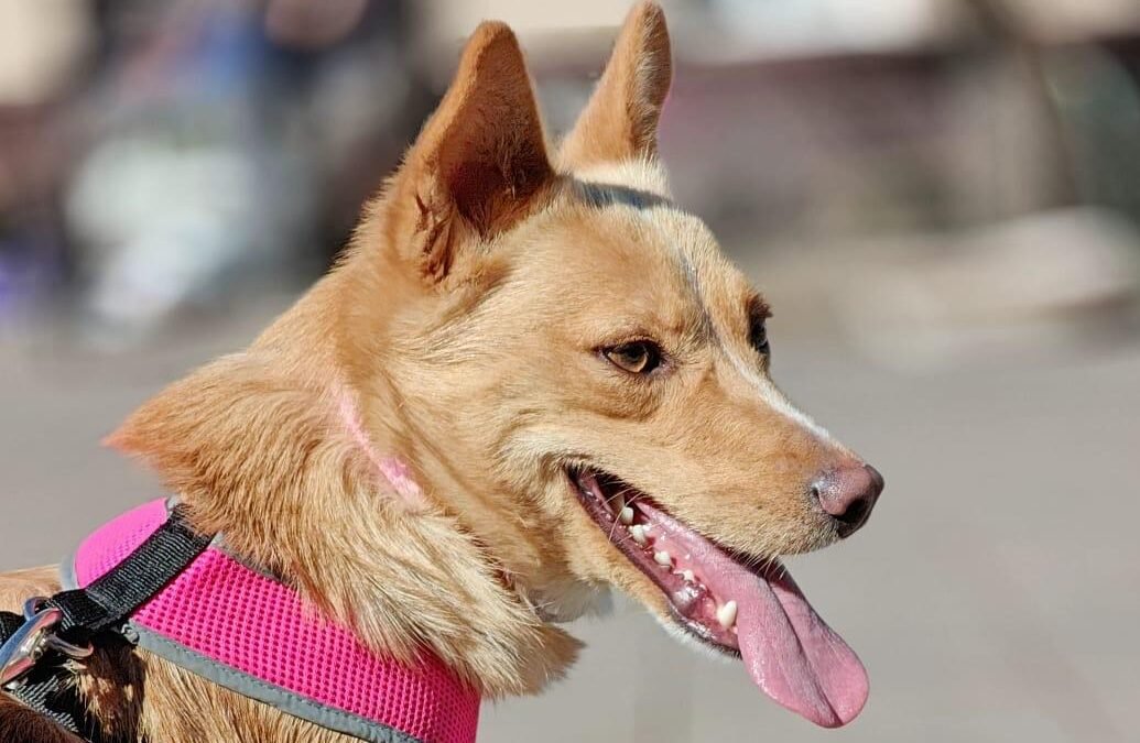 Reserved: Marta – 1-year-old small-to-lower-medium (below the knee) girl – Ukraine war dog – arrival 18 September