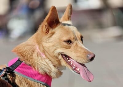 Reserved: Marta – 1-year-old small-to-lower-medium (below the knee) girl – Ukraine war dog – arrival 18 September