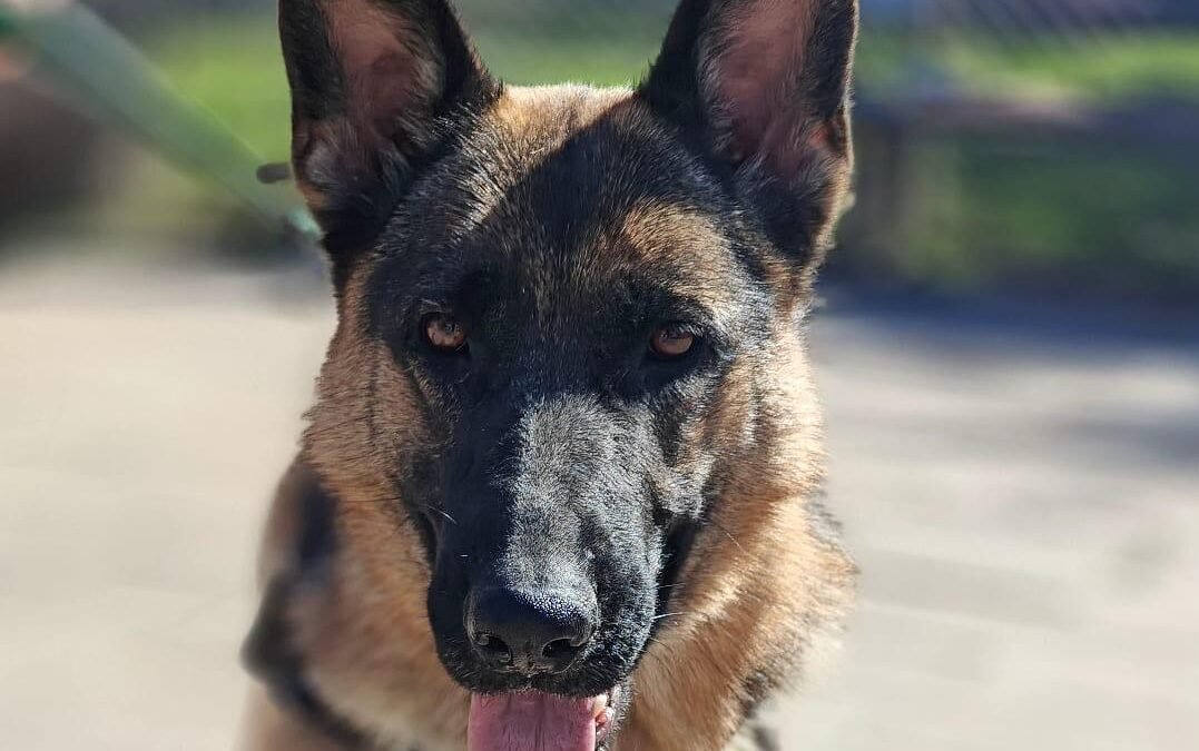 Reserved: Afina – 2.5–3-year-old upper-medium girl – Ukraine war dog – arrival 18 September