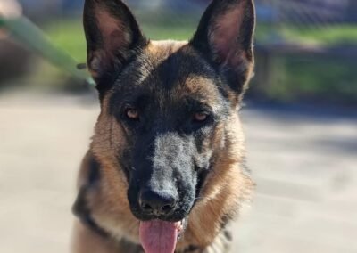Reserved: Afina – 2.5–3-year-old upper-medium girl – Ukraine war dog – arrival 18 September