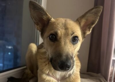 Reserved: Ailis – above 1-year-old perfectly medium knee-size girl – Ukraine war dog – arrival 18 September