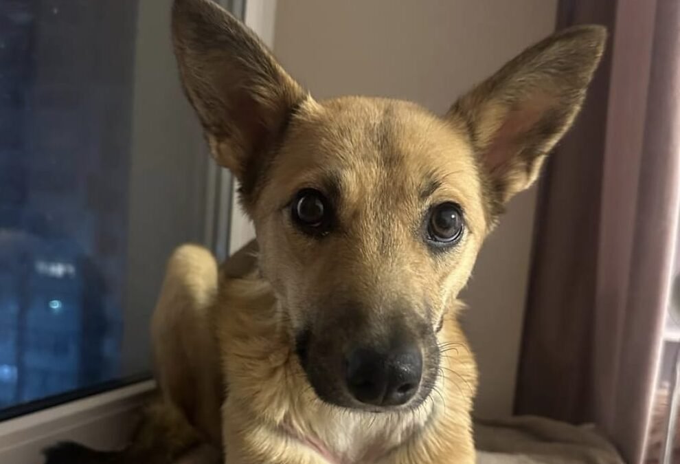 Reserved: Ailis – above 1-year-old perfectly medium knee-size girl – Ukraine war dog – arrival 18 September