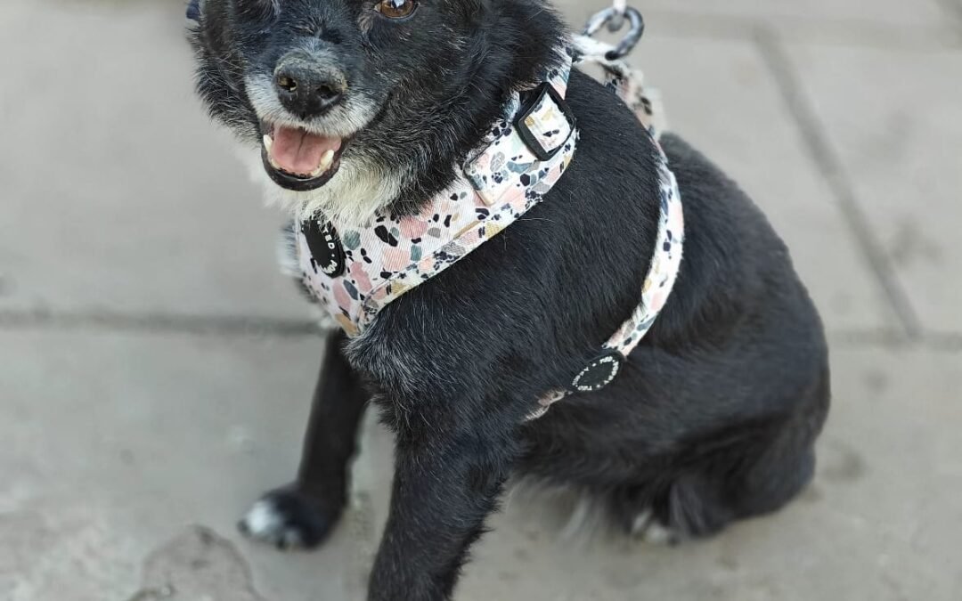 Sofie – small, gentle girl of around 8 years old – Ukraine war dog – arrival 18 September