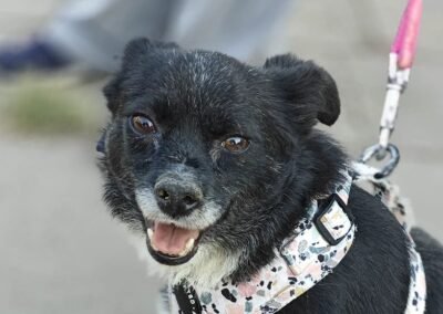 Reserved: Sofie – small, gentle girl of around 8 years old – Ukraine war dog – arrival 18 September