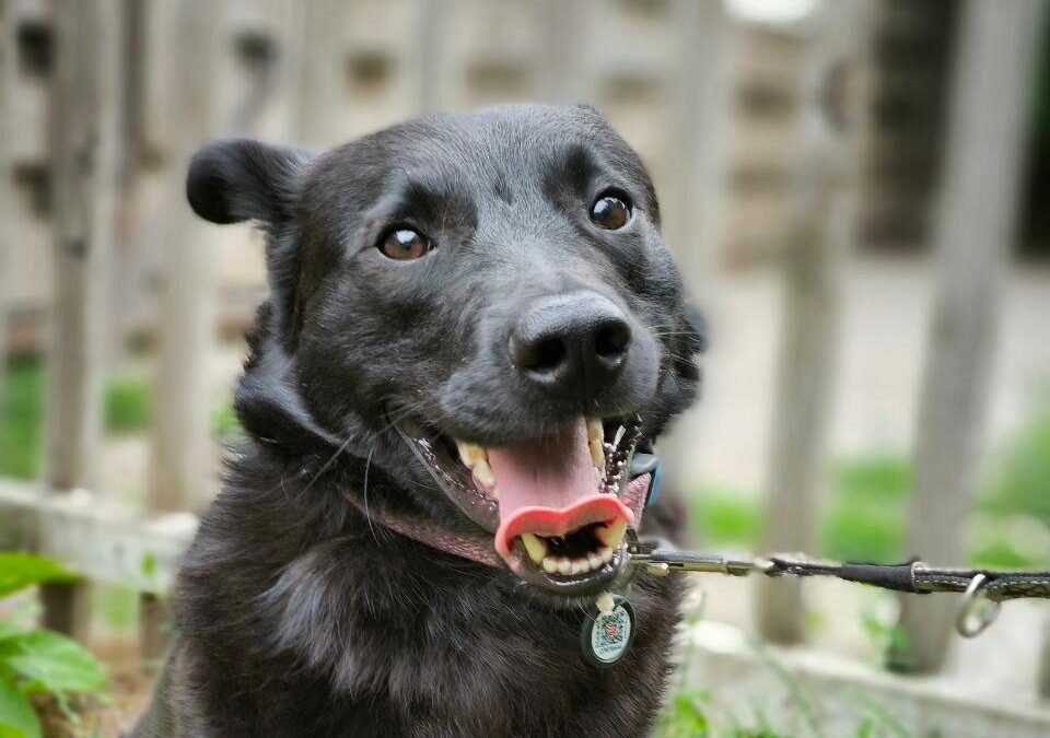 Reserved: Baklazhan- 2-year-old small-lower medium boy – Ukraine war dog – arrival 18 September