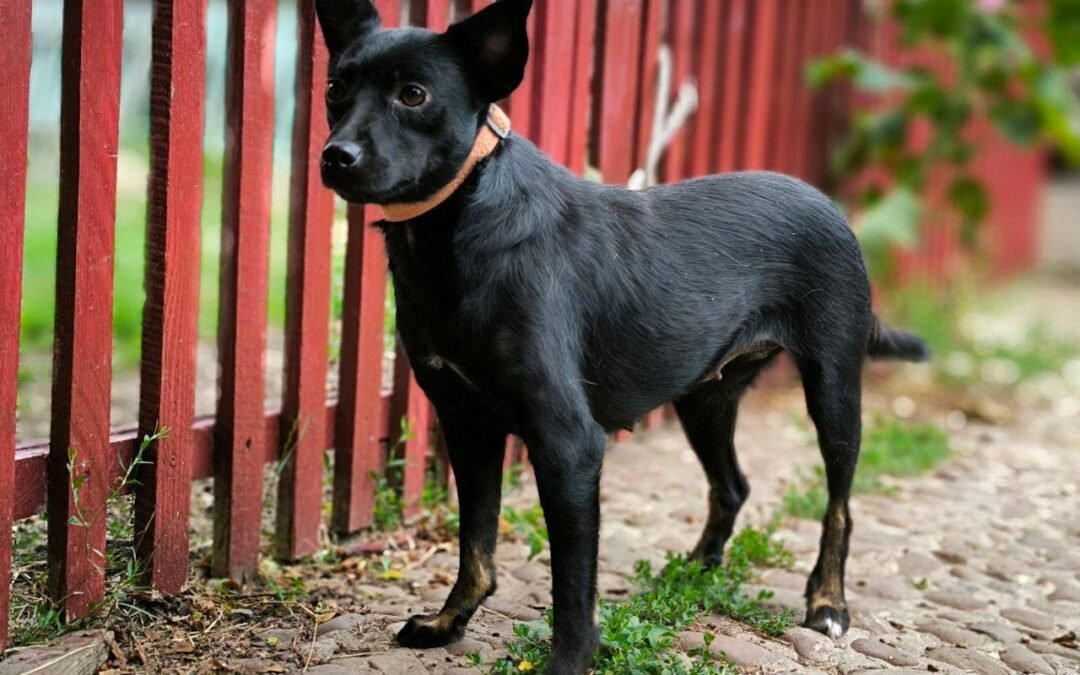 Reserved: Ozhyna – 2-year-old lower-medium girl – Ukraine war dog – arrival 2nd October