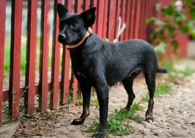 Reserved: Ozhyna – 2-year-old lower-medium girl – Ukraine war dog – arrival 2nd October