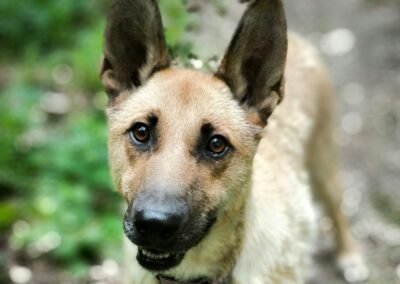 Tyce (Tyson) – 1,5 -year-old upper-medium boy – Ukraine war dog – arrival 2nd October