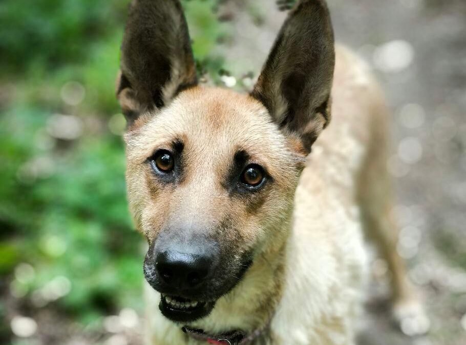 Tyce (Tyson) – 1,5 -year-old upper-medium boy – Ukraine war dog – arrival 2nd October