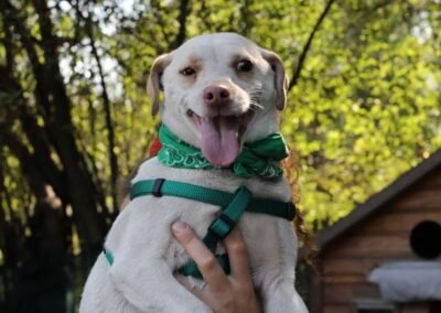 Reserved: Zeus – 2-year-old small boy – Ukraine war dog – arrival 18 September