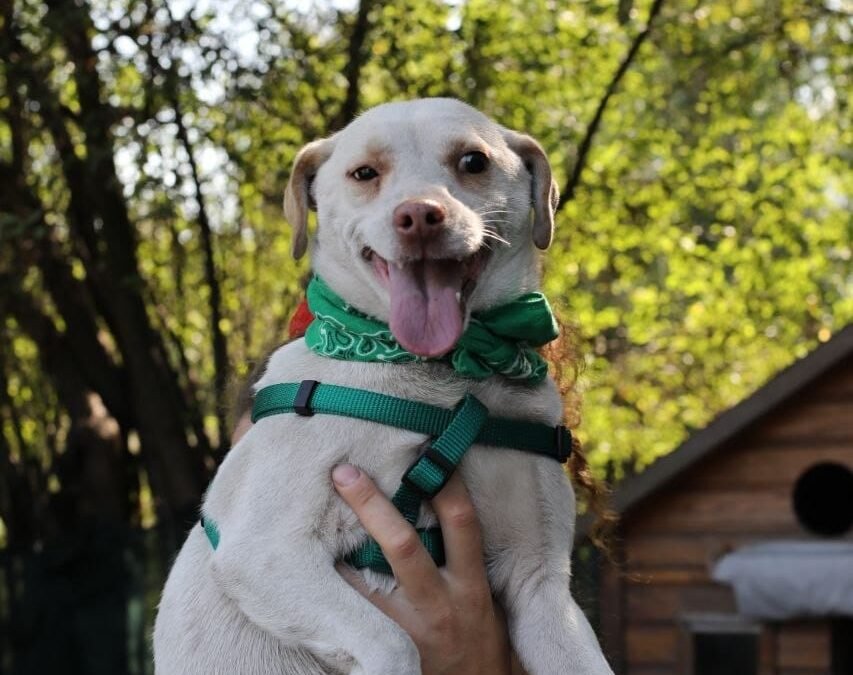Reserved: Zeus – 2-year-old small boy – Ukraine war dog – arrival 18 September