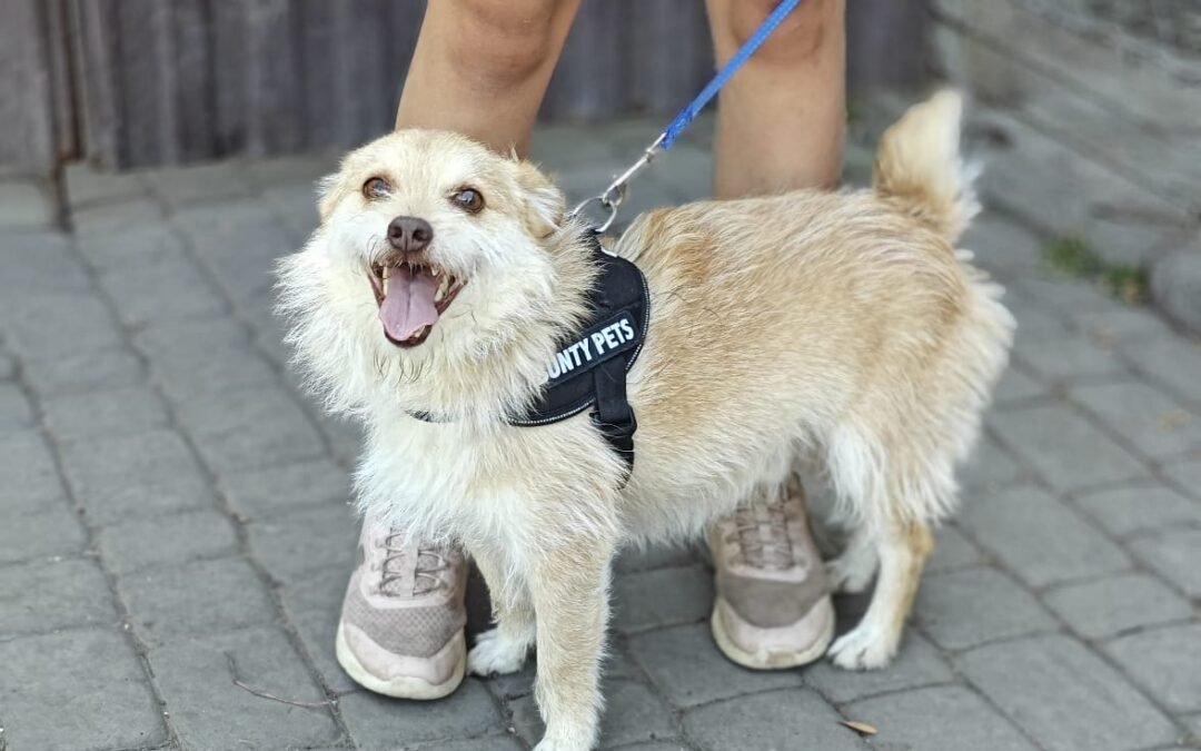 Reserved: Ronnie – 2-3 year-old small wire-haired boy – Ukraine war dog – arrival 18 September