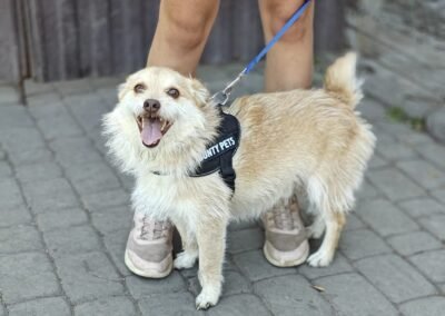 Reserved: Ronnie – 2-3 year-old small wire-haired boy – Ukraine war dog – arrival 18 September