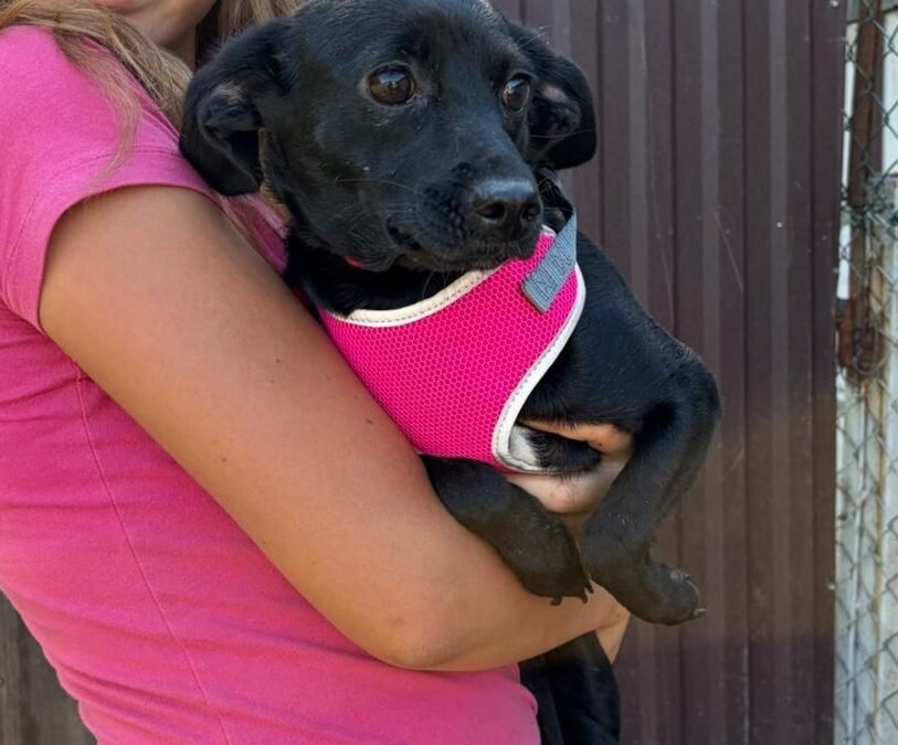 Reserved: Liana – 1-year-old small girl – Ukraine war dog – arrival 18 September
