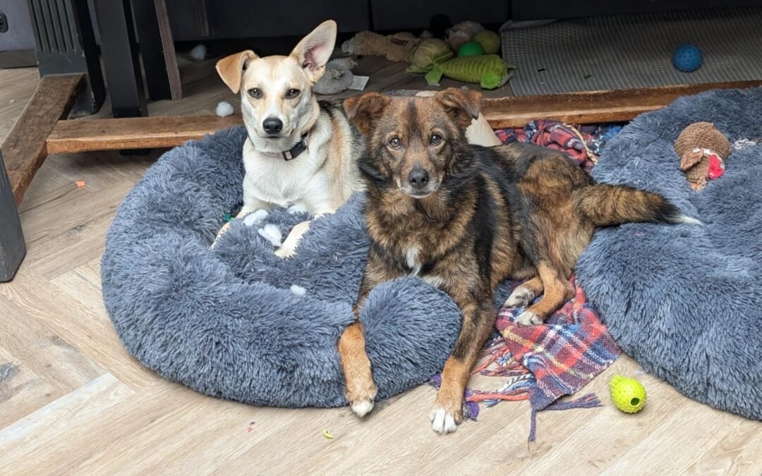 UK Based (Lichfield WS13) Caramel-10-month-old lower-medium (below/to the knee) girl-affectionate & joyful