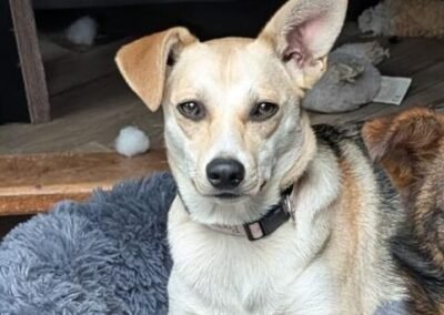 UK Based (Lichfield WS13) Caramel-10-month-old lower-medium (below/to the knee) girl-affectionate & joyful