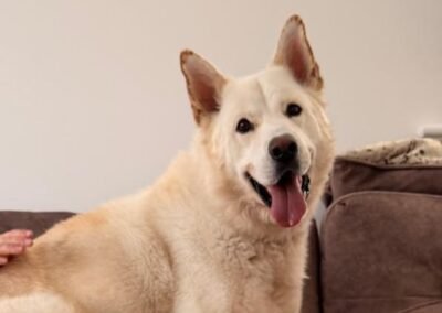 Reserved: UK Surrender (Lichfield WS13): Moon – 6 years old Shepsky boy- loving &trustful – Reduced adoption fee